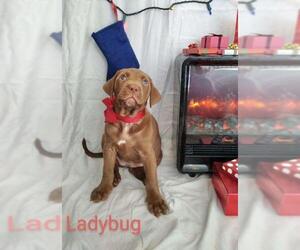 Labrador Retriever Dogs for adoption in Rockville, MD, USA