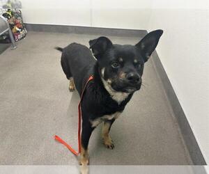 Rottweiler-Unknown Mix Dogs for adoption in HESPERIA, CA, USA