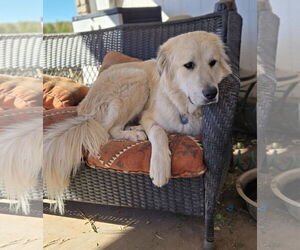 Anatolian Shepherd-Great Pyrenees Mix Dogs for adoption in Higley, AZ, USA