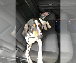 Treeing Walker Coonhound Dogs for adoption in Rockaway, NJ, USA