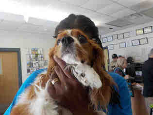 Cavalier King Charles Spaniel Dogs for adoption in Temple, TX, USA