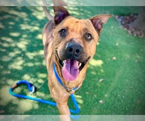 American Pit Bull Terrier-German Shepherd Dog Mix Dogs for adoption in Orlando, FL, USA