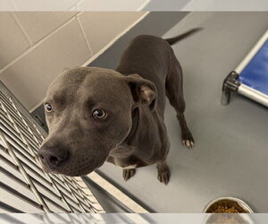 American Pit Bull Terrier Dogs for adoption in Ocala, FL, USA