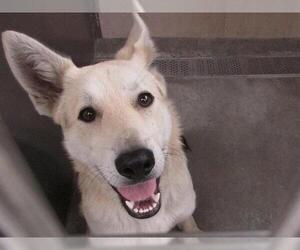 German Shepherd Dog-Unknown Mix Dogs for adoption in Orange, CA, USA