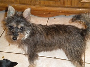 Cairn Terrier-Unknown Mix Dogs for adoption in bailey Island, ME, USA