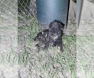 Poodle (Miniature) Dogs for adoption in San Antonio, TX, USA