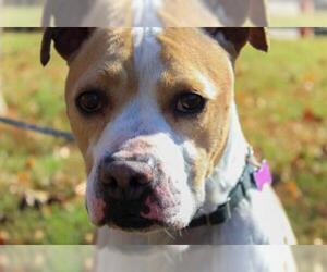 American Pit Bull Terrier-Unknown Mix Dogs for adoption in Mt Vernon, IN, USA