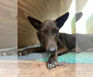 Mutt Dogs for adoption in Stratham, NH, USA