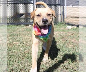 Labrador Retriever-Unknown Mix Dogs for adoption in San Antonio, TX, USA
