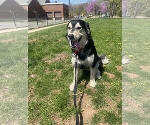 Golden Retriever-Huskies  Mix Dogs for adoption in Bridgewater, NJ, USA