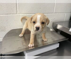 Boston Terrier-Unknown Mix Dogs for adoption in San Bernardino, CA, USA