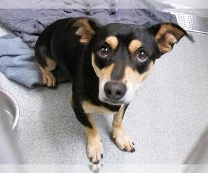 Dachshund-Unknown Mix Dogs for adoption in Orange, CA, USA