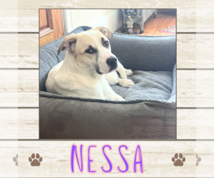 Labrador Retriever Dogs for adoption in Limerick, ME, USA