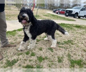 Labradoodle Dogs for adoption in Houston, TX, USA