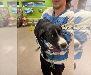 American Staffordshire Terrier-Unknown Mix Dogs for adoption in Louisville, KY, USA