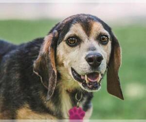 Beagle Dogs for adoption in Myrtle Beach, SC, USA