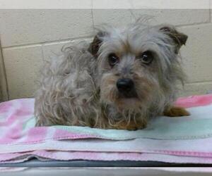 Mutt Dogs for adoption in Downey, CA, USA