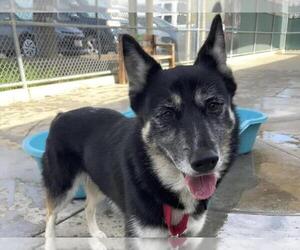German Shepherd Dog-Siberian Husky Mix Dogs for adoption in Martinez, CA, USA