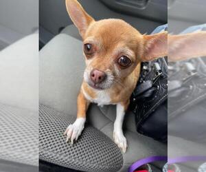 Chihuahua Dogs for adoption in Arlington, WA, USA