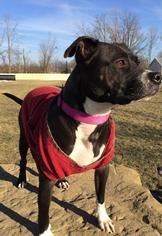 Mutt Dogs for adoption in Blacklick, OH, USA