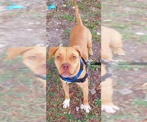 American Staffordshire Terrier-Labrador Retriever Mix Dogs for adoption in Fort Lauderdale, FL, USA