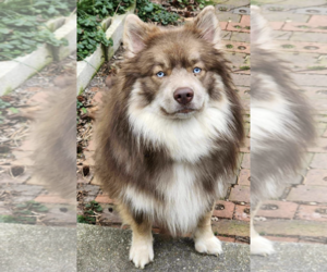 Huskies -Pomeranian Mix Dogs for adoption in Rockville, MD, USA