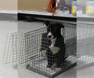 American Pit Bull Terrier-Unknown Mix Dogs for adoption in Pasadena, TX, USA