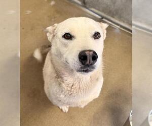 Siberian Husky-Unknown Mix Dogs for adoption in HESPERIA, CA, USA