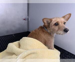 Mutt Dogs for adoption in Pasadena, CA, USA