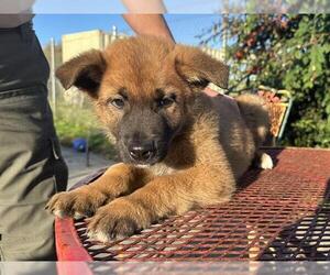 German Shepherd Dog-Unknown Mix Dogs for adoption in McKinleyville, CA, USA