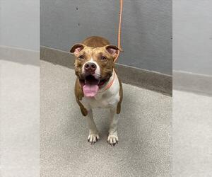 American Pit Bull Terrier-Unknown Mix Dogs for adoption in Las Vegas, NV, USA