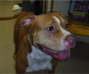 American Pit Bull Terrier Dogs for adoption in Sanford, FL, USA