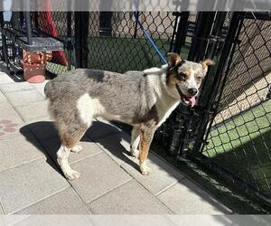 Australian Shepherd Dogs for adoption in Norco, CA, USA