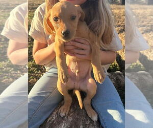 Labrador Retriever-Unknown Mix Dogs for adoption in Foristell, MO, USA