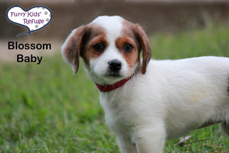 Medium Photo #1 Beagle-Unknown Mix Puppy For Sale in Lee's Summit, MO, USA