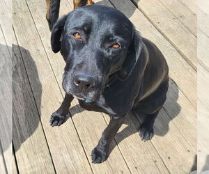 Labrador Retriever-Unknown Mix Dogs for adoption in Germantown, OH, USA