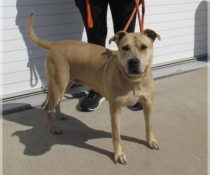 American Pit Bull Terrier-Labrador Retriever Mix Dogs for adoption in Louisville, KY, USA