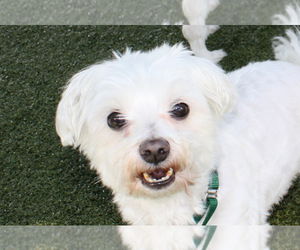 Maltese Dogs for adoption in Salem, MA, USA