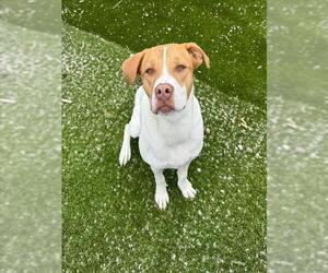 American Bulldog Dogs for adoption in Toronto, Ontario, Canada