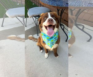 Australian Shepherd Dogs for adoption in Dallas, TX, USA