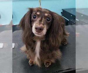 Dachshund Dogs for adoption in Arlington, VA, USA