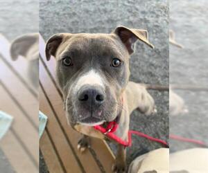 American Pit Bull Terrier Dogs for adoption in Woodland, CA, USA