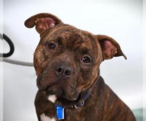 American Staffordshire Terrier Dogs for adoption in Fort Collins, CO, USA