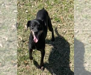 Chihuahua-Unknown Mix Dogs for adoption in Texas City, TX, USA