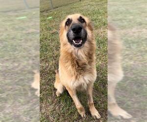 Medium Photo #1 German Shepherd Dog Puppy For Sale in Rosenberg, TX, USA