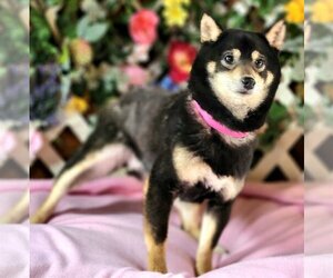 Shiba Inu Dogs for adoption in Bon Carbo, CO, USA