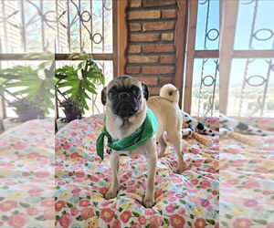 Pug Dogs for adoption in San Diego , CA, USA