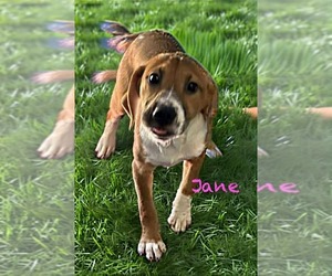 Labrador Retriever-Unknown Mix Dogs for adoption in Rustburg, VA, USA