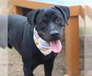 Labrador Retriever Dogs for adoption in San Antonio, TX, USA