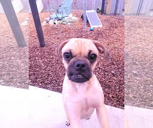 Pug-Unknown Mix Dogs for adoption in Sequim, WA, USA